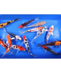 Alternative view of Premium Koi 8-10"