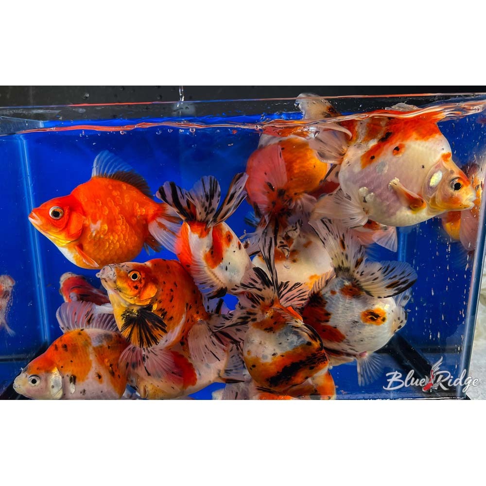 Goldfish in a tank