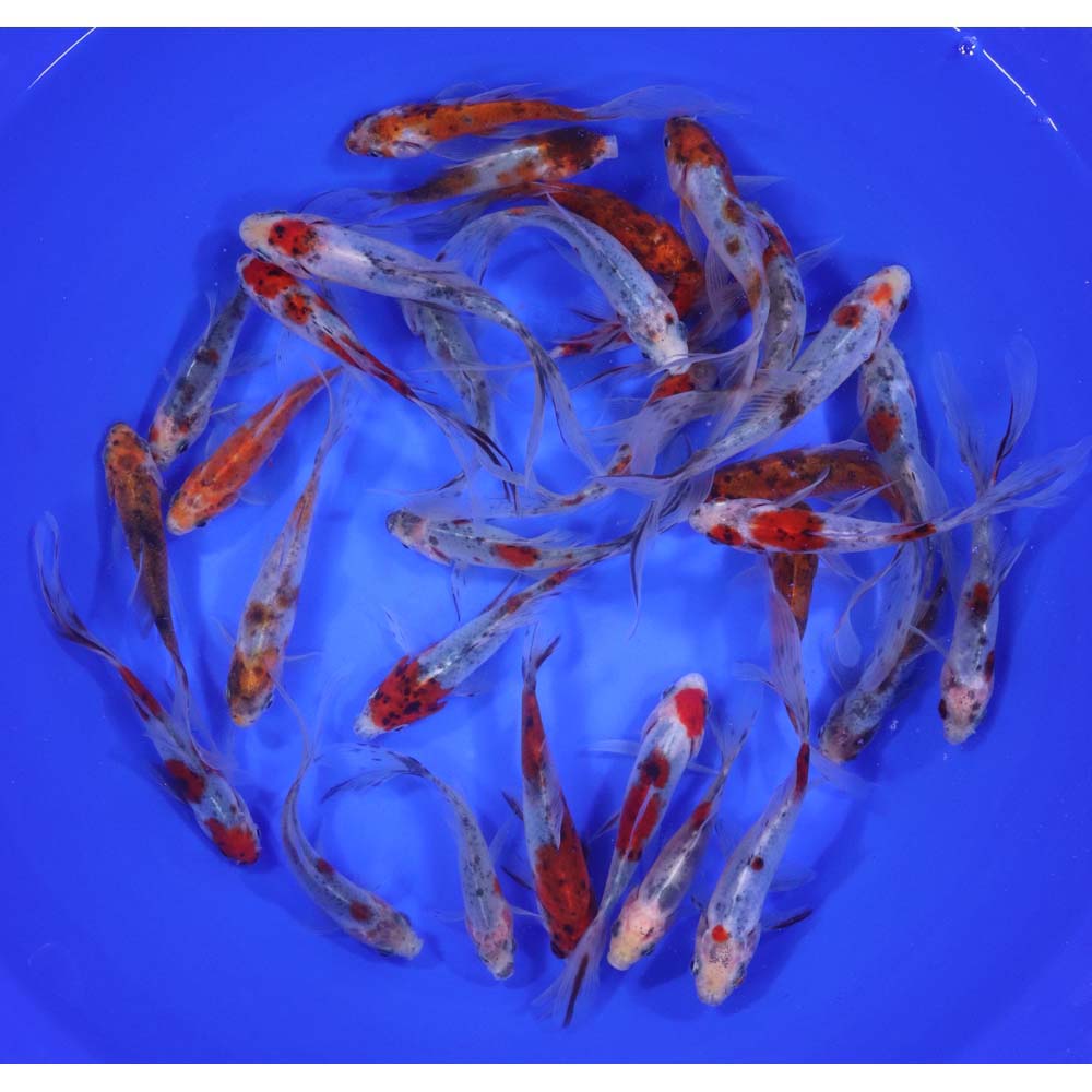 Premium Longtail Shubunkin 3-4"