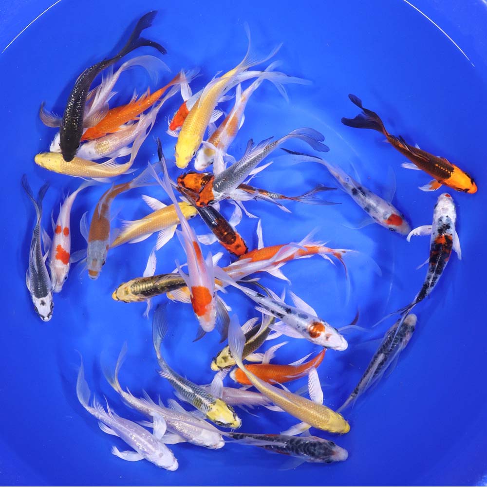 Alternative view of Premium Butterfly Koi 4-5"