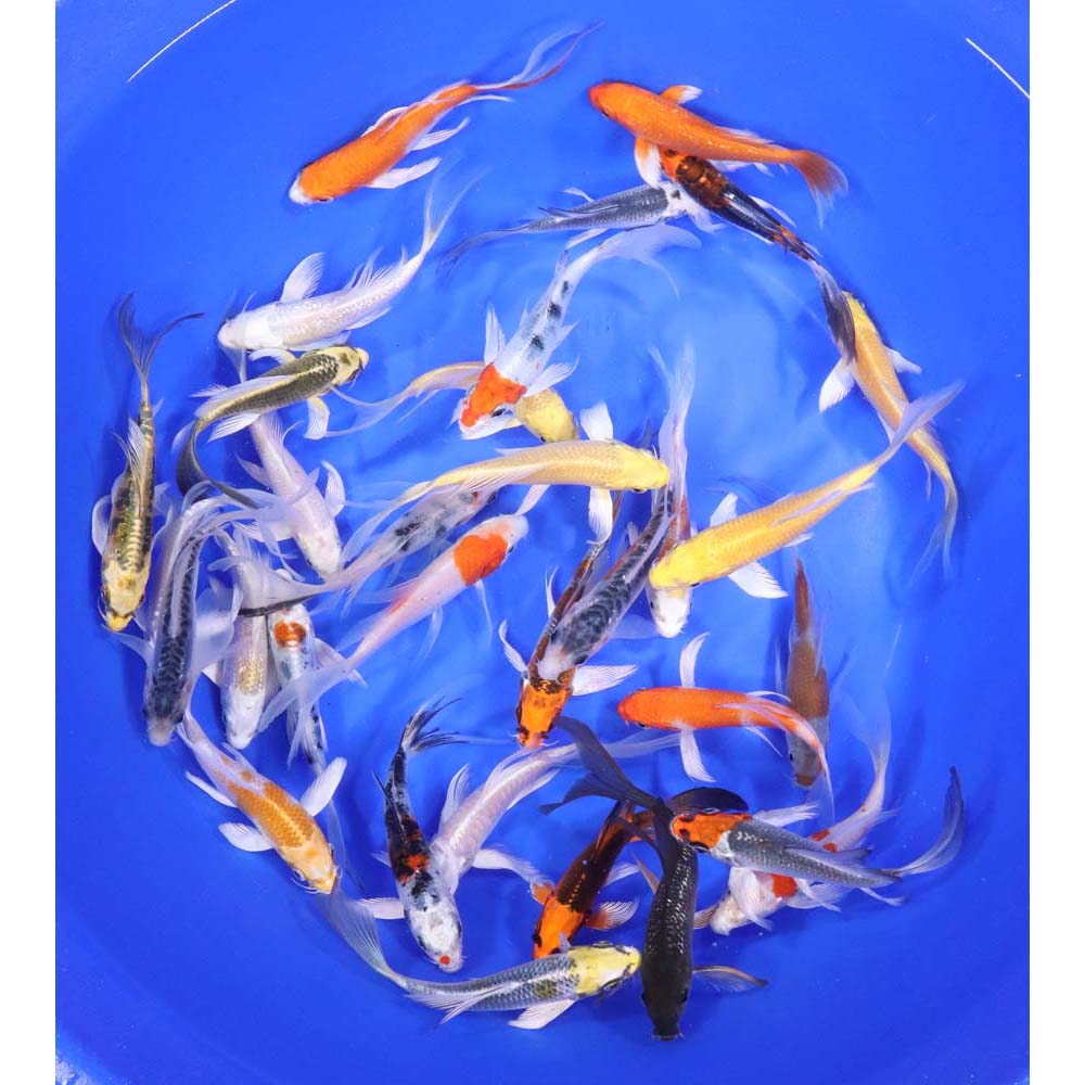 Premium Butterfly Koi 4-5" - Image 3