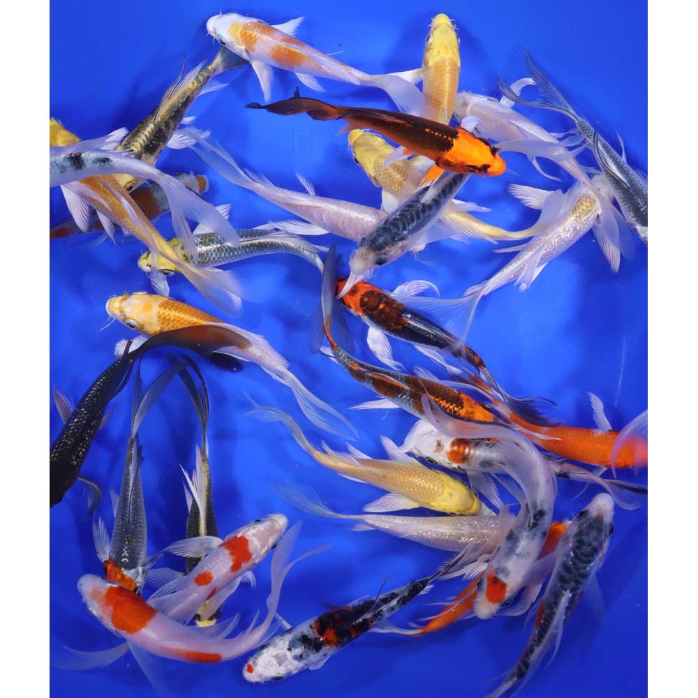 Premium Butterfly Koi 4-5" - Image 4