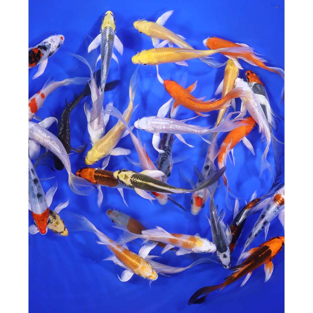 Premium Butterfly Koi 4-5" - Image 5