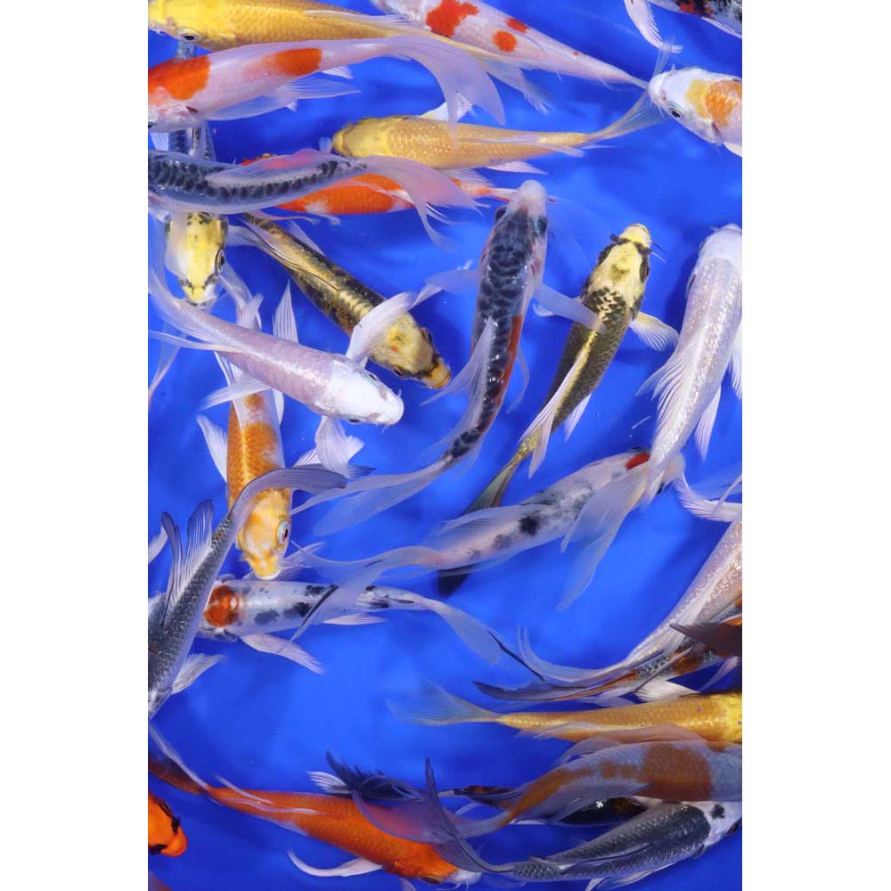 Premium Butterfly Koi 4-5" - Image 6
