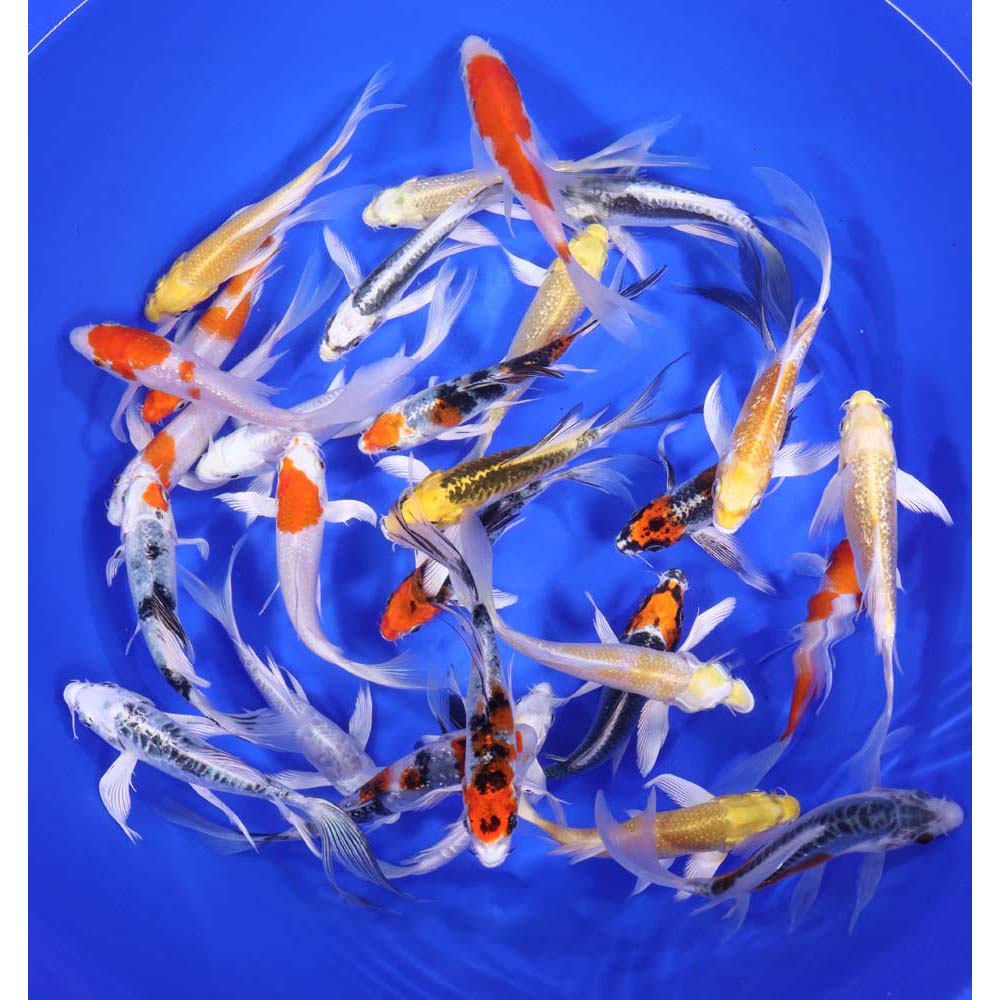 Premium Butterfly Koi 5-6"
