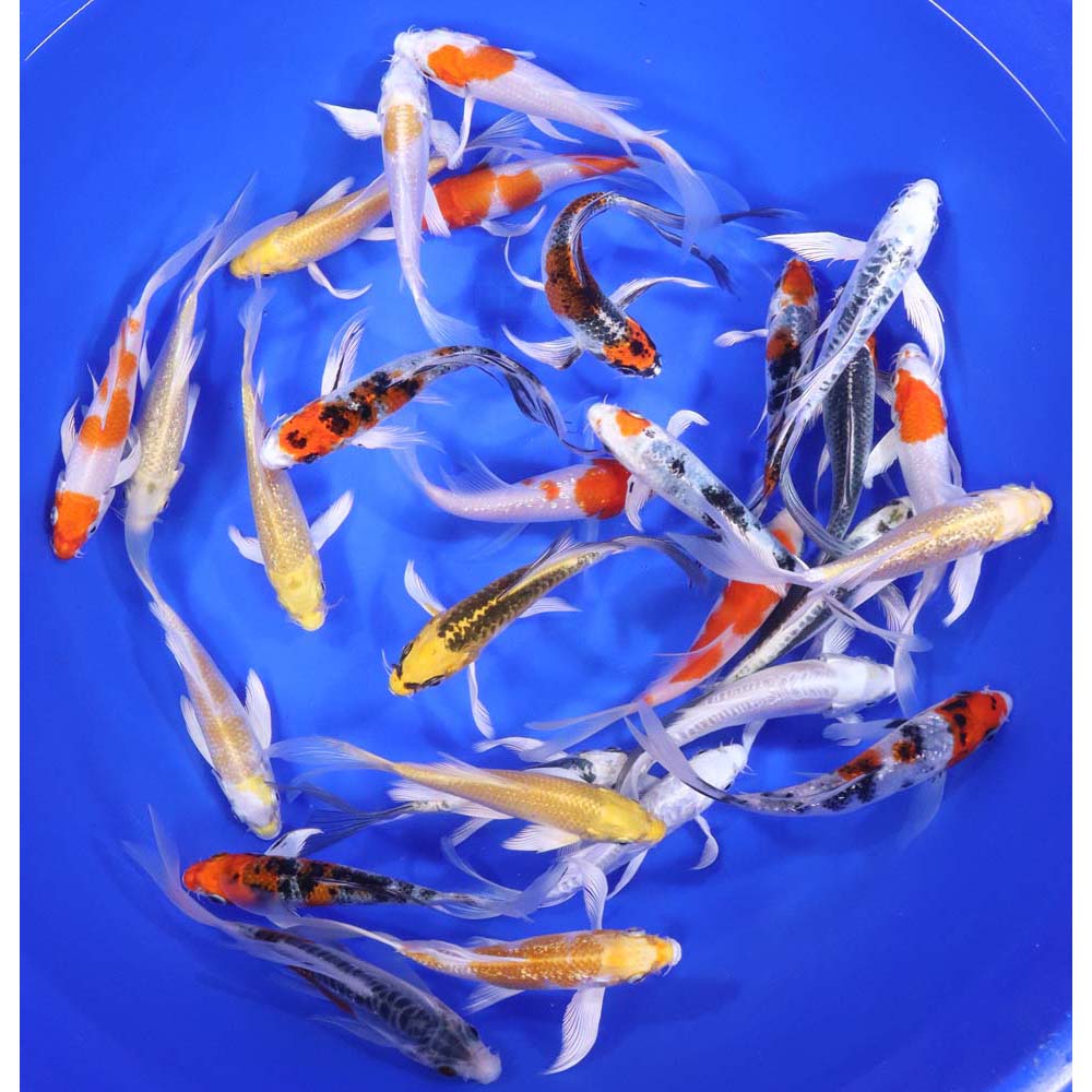 Alternative view of Premium Butterfly Koi 5-6"