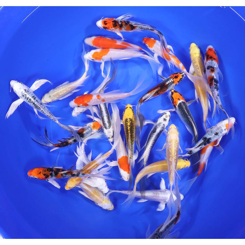 Premium Butterfly Koi 5-6" - Image 3