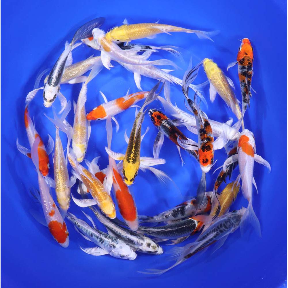 Premium Butterfly Koi 5-6" - Image 4