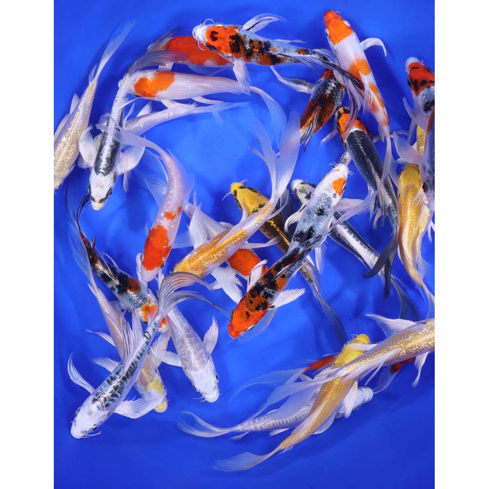 Premium Butterfly Koi 5-6" - Image 5