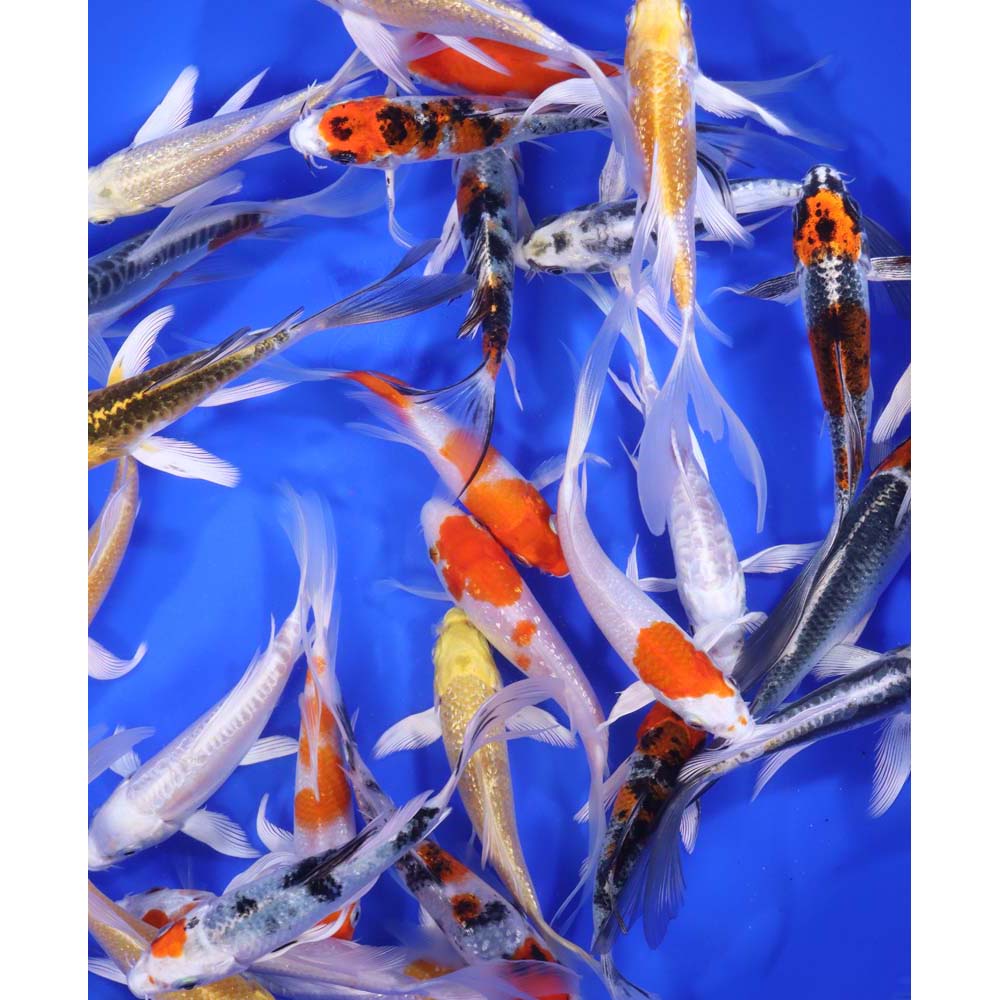 Premium Butterfly Koi 5-6" - Image 6