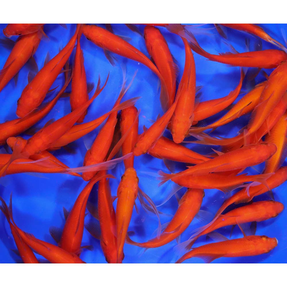 Alternative view of Red Comet 4-5"