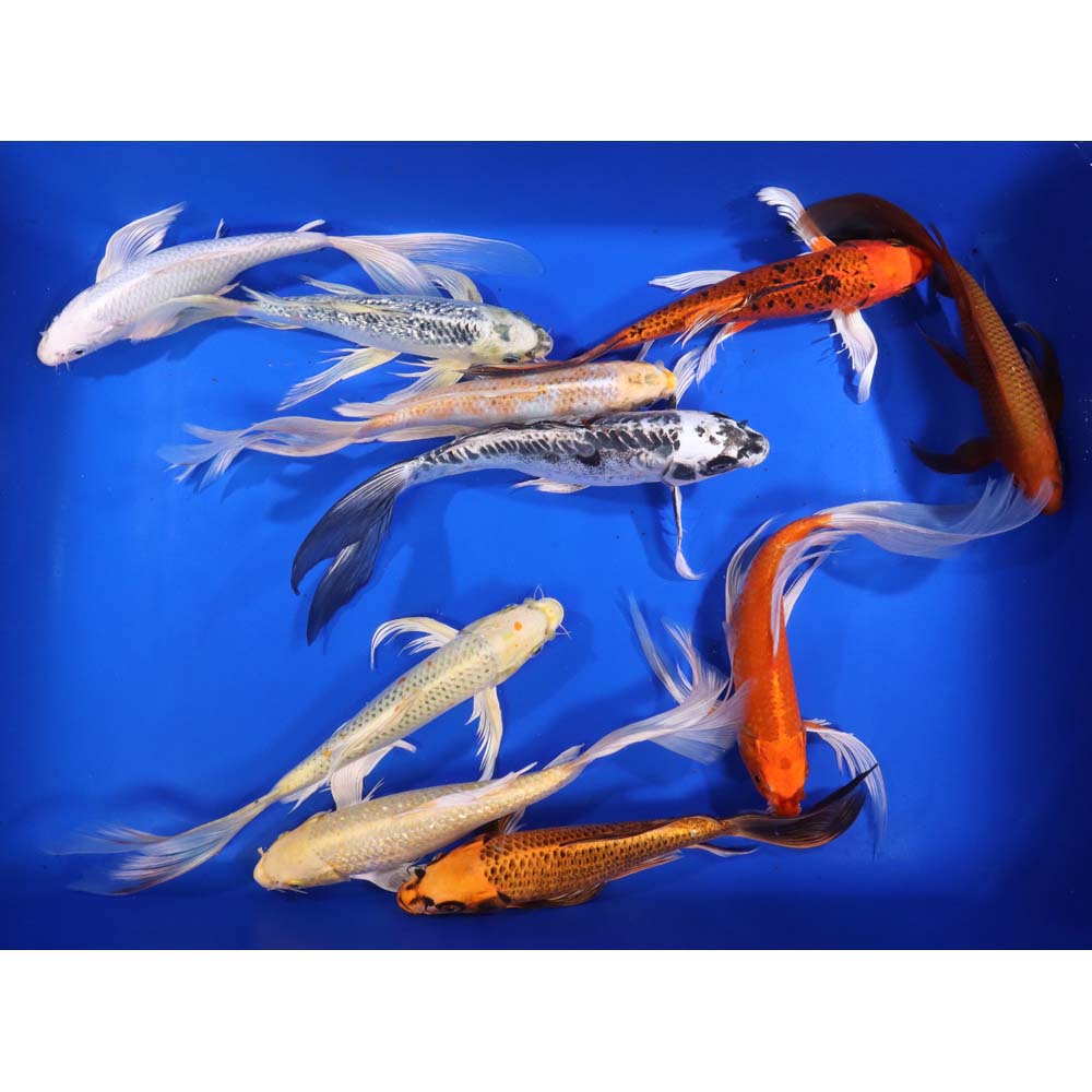 Alternative view of Standard Butterfly Koi 10-12"