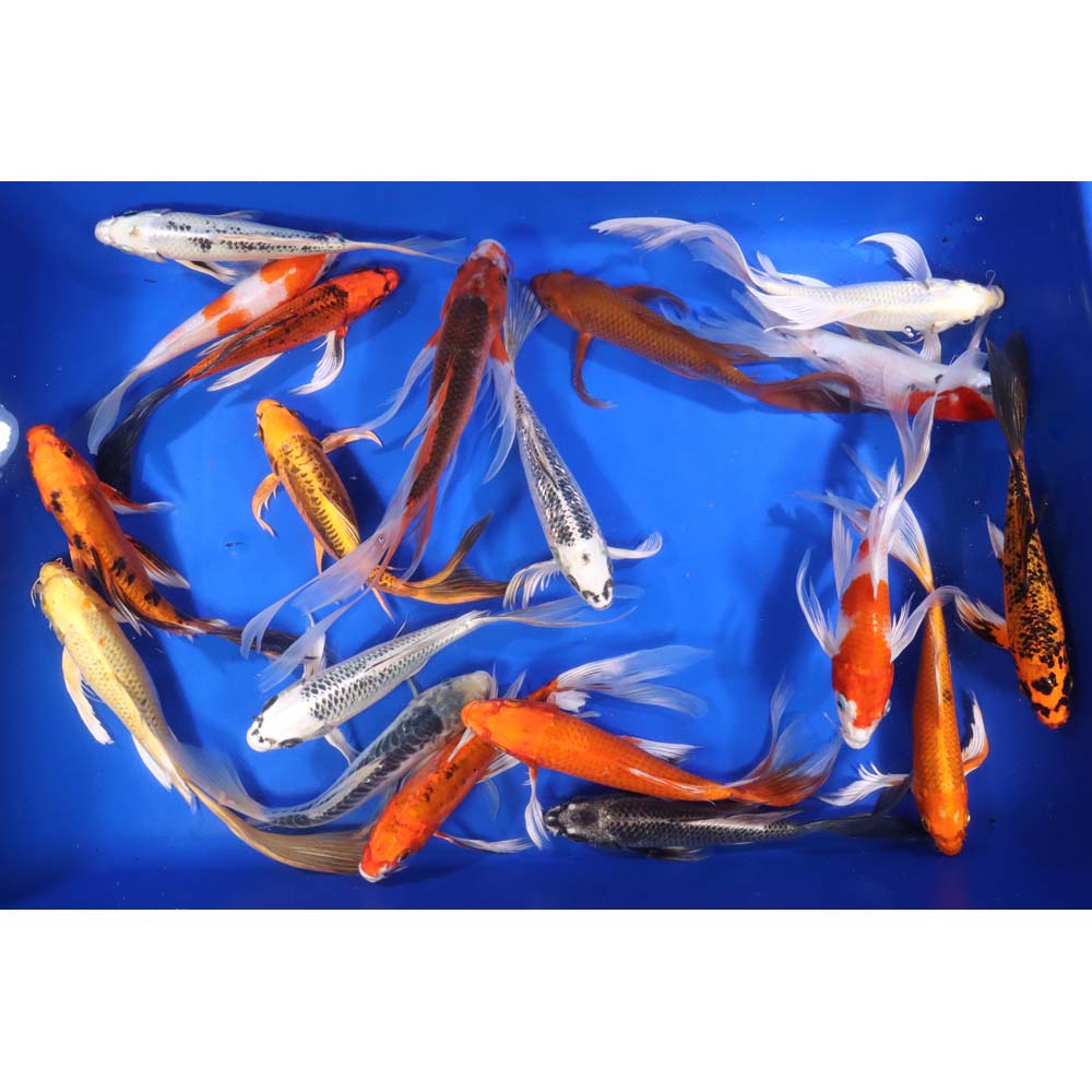 Alternative view of Standard Butterfly Koi 8-10"