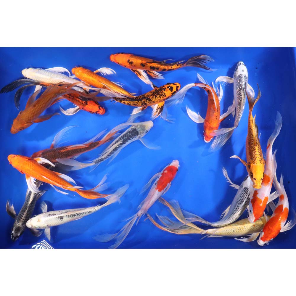 Standard Butterfly Koi 8-10" - Image 3