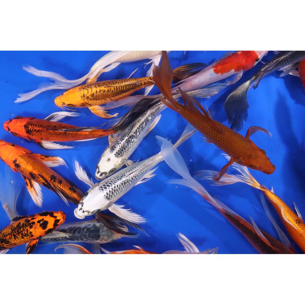 Standard Butterfly Koi 8-10" - Image 4