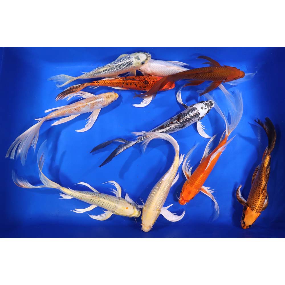 Standard Butterfly Koi 10-12"