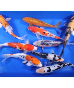 Standard Koi 10-12"