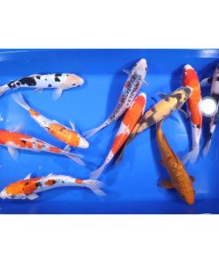 Alternative view of Standard Koi 10-12"