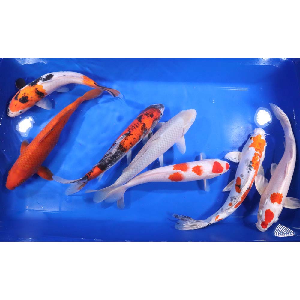 Standard Koi 12-14"