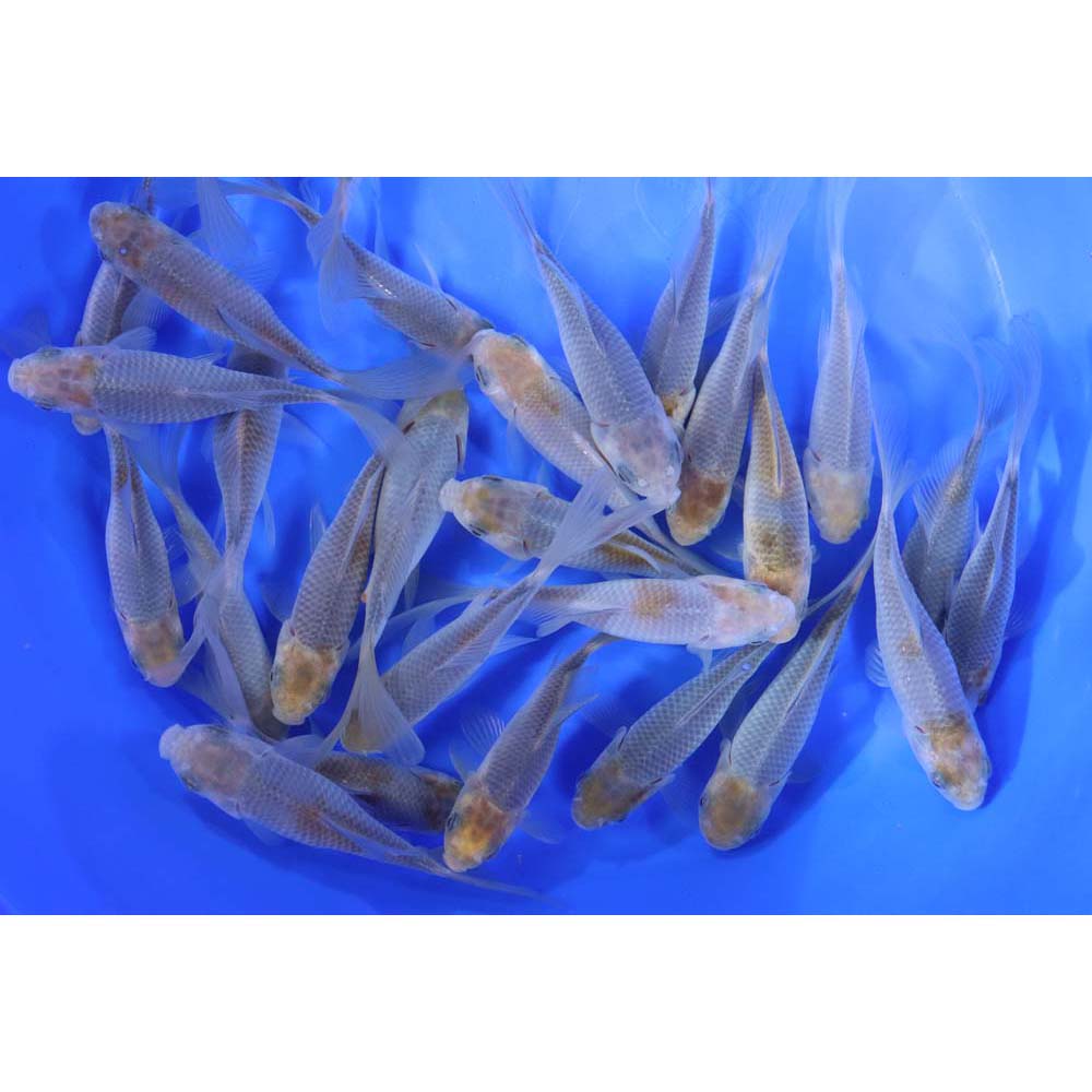 Alternative view of Blue & Bronze Comet Goldfish 4-5"