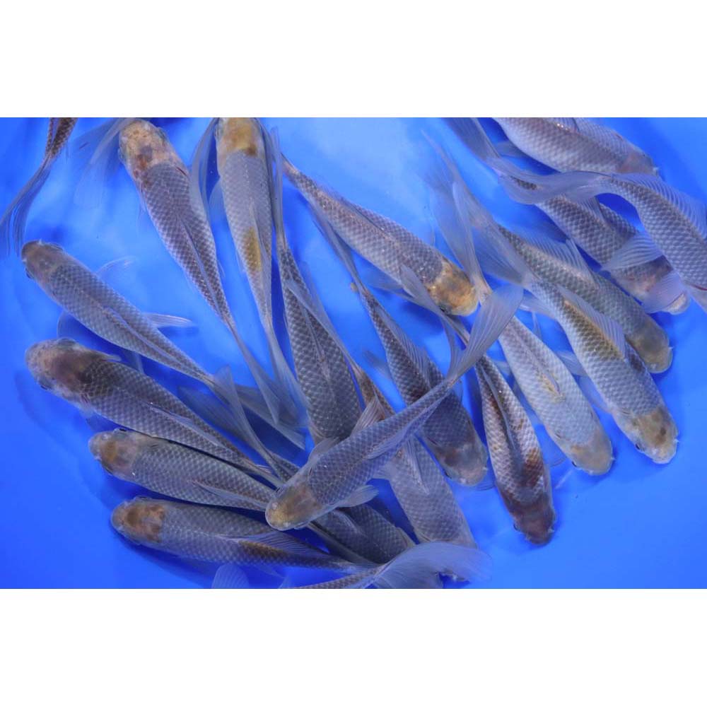 Alternative view of Blue & Bronze Comet Goldfish 5-6"