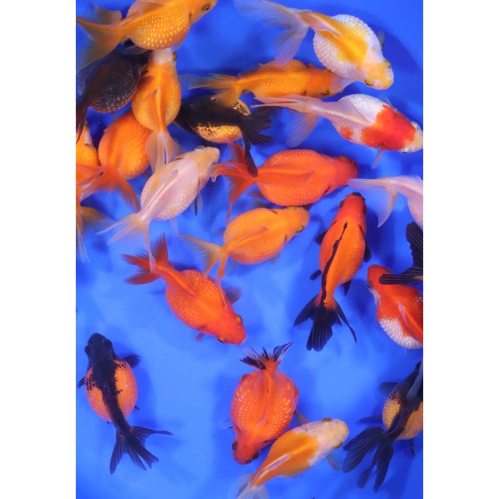 Alternative view of Mixed Pearlscale Goldfish LG