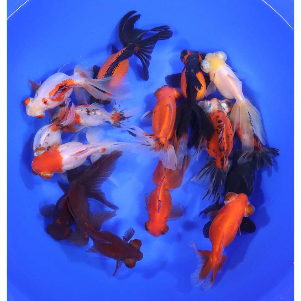 Alternative view of Mixed Butterfly Fantail Goldfish XL