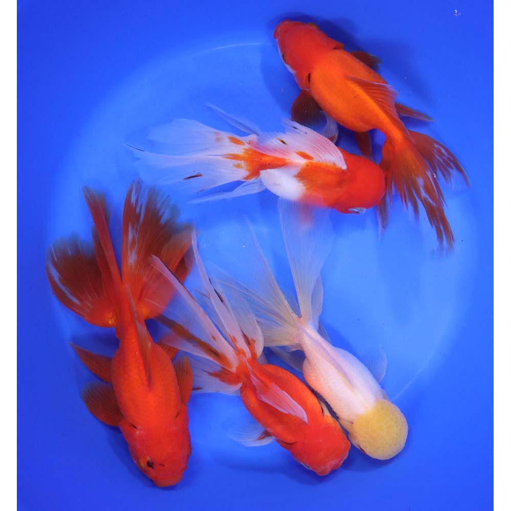 Alternative view of Mixed Oranda Goldfish Super Jumbo