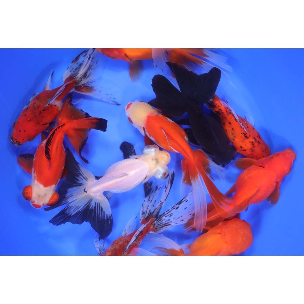 Alternative view of Mixed Premium Fantail Goldfish JUMBO