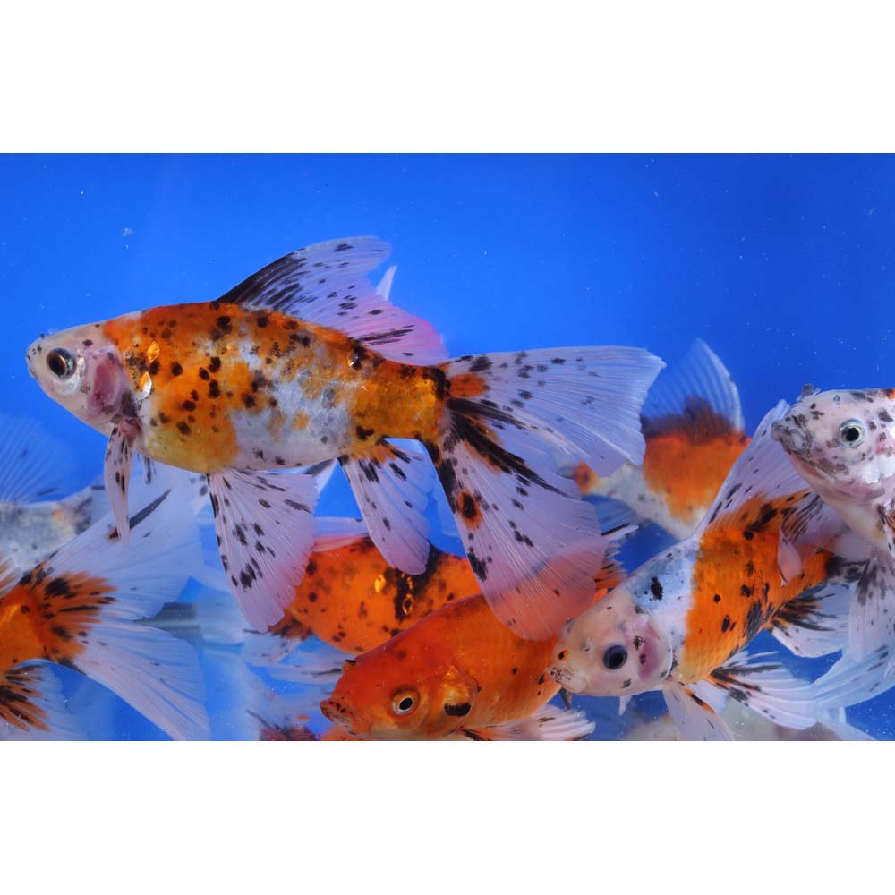 Alternative view of Bristol Shubunkin Goldfish 6-7"