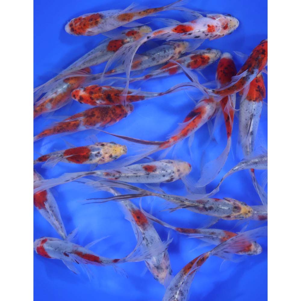 Alternative view of Shubunkin 5-6"