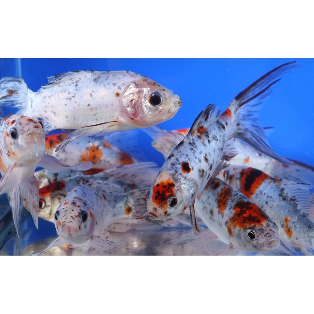 Premium Longtail Shubunkin 6-7" - Image 4