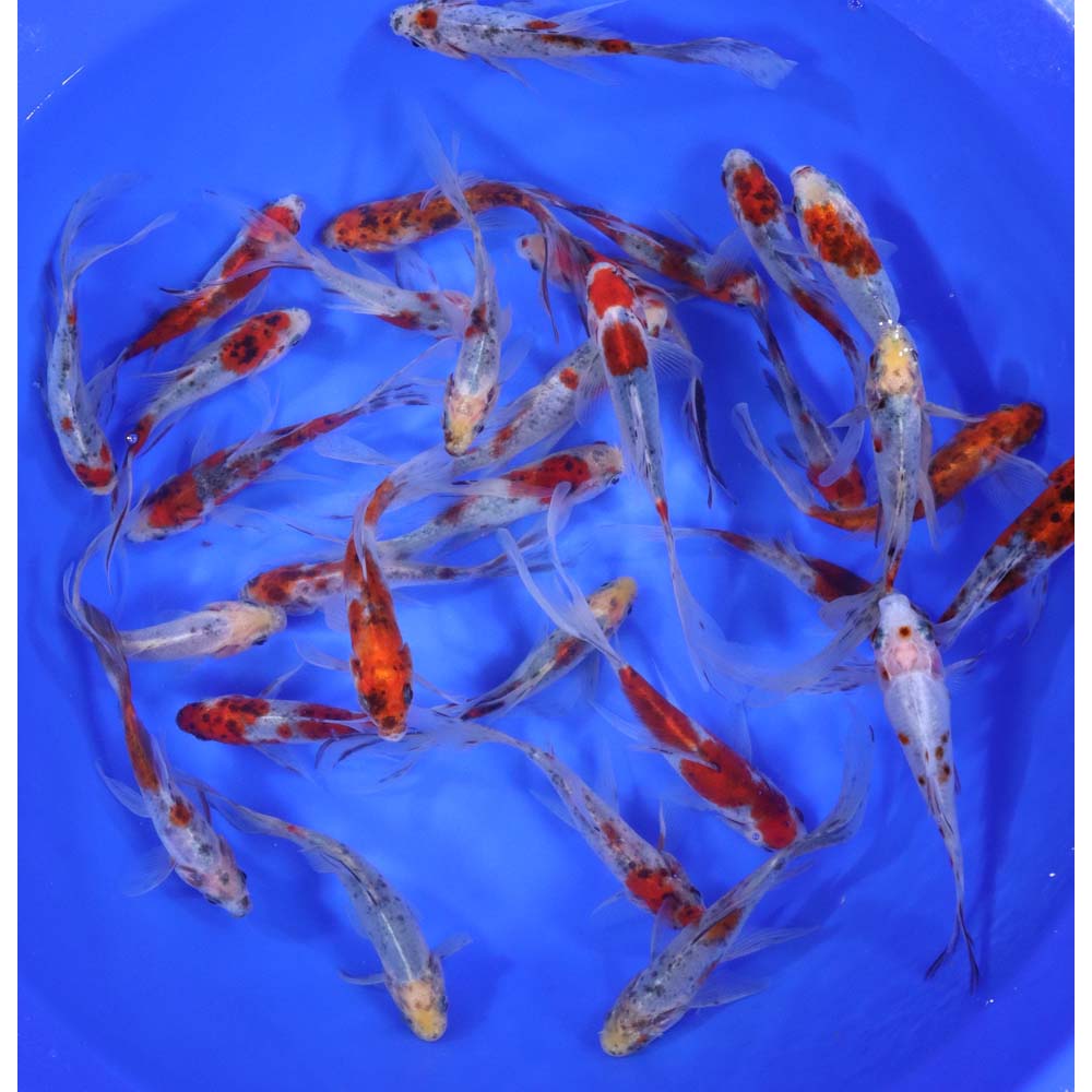 Alternative view of Premium Longtail Shubunkin 4-5"