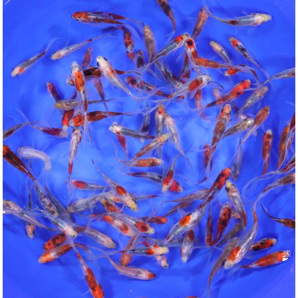 Alternative view of Shubunkin 3-4"