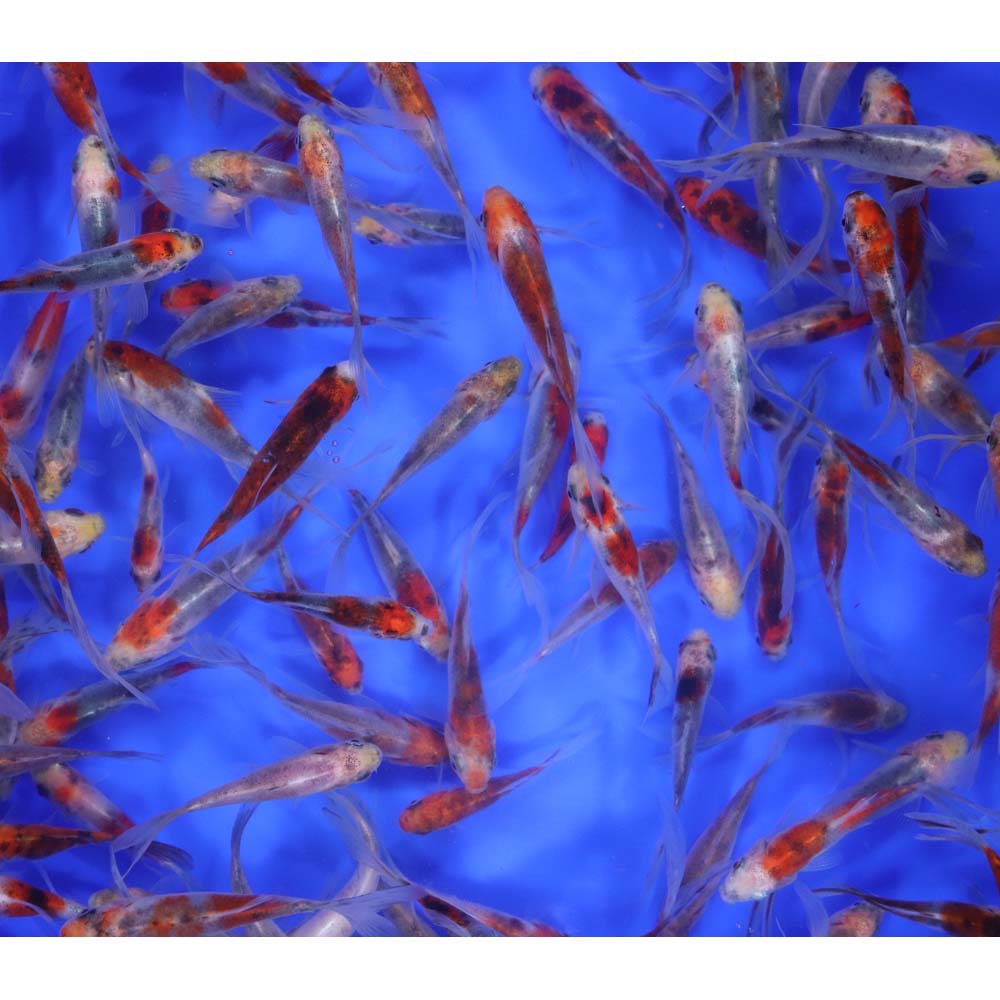 Shubunkin 3-4" - Image 3