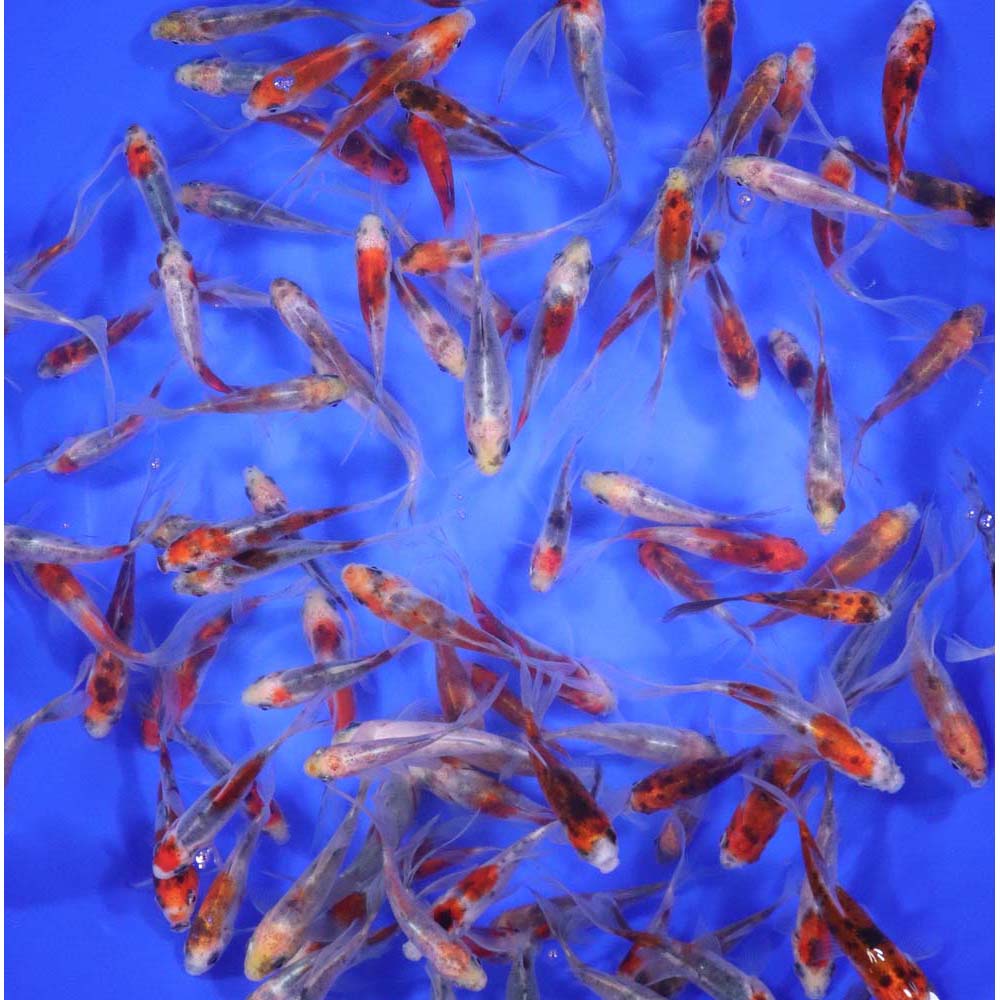 Shubunkin 3-4" - Image 4