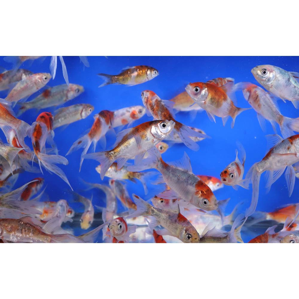 Shubunkin 3-4" - Image 5