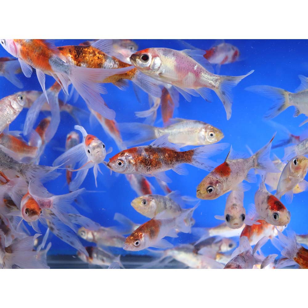 Shubunkin 3-4" - Image 7