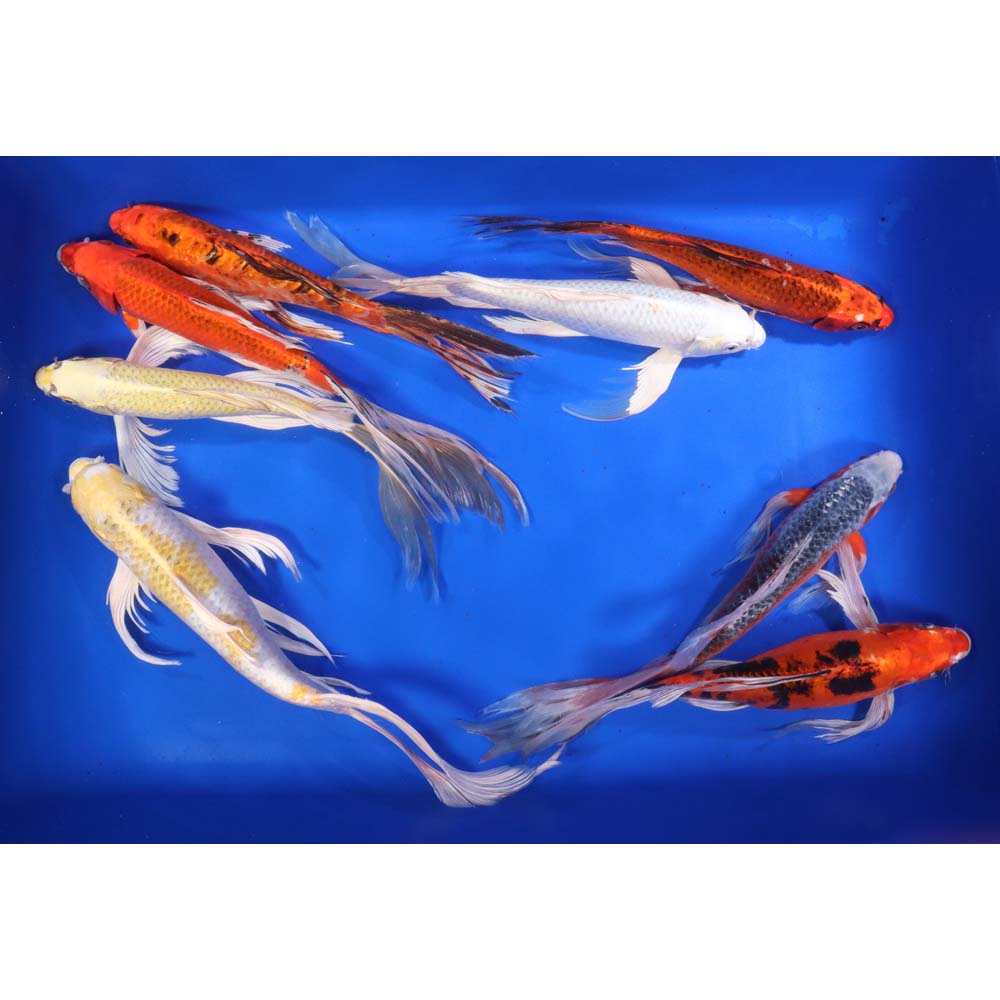 Alternative view of Standard Butterfly Koi 12-14"