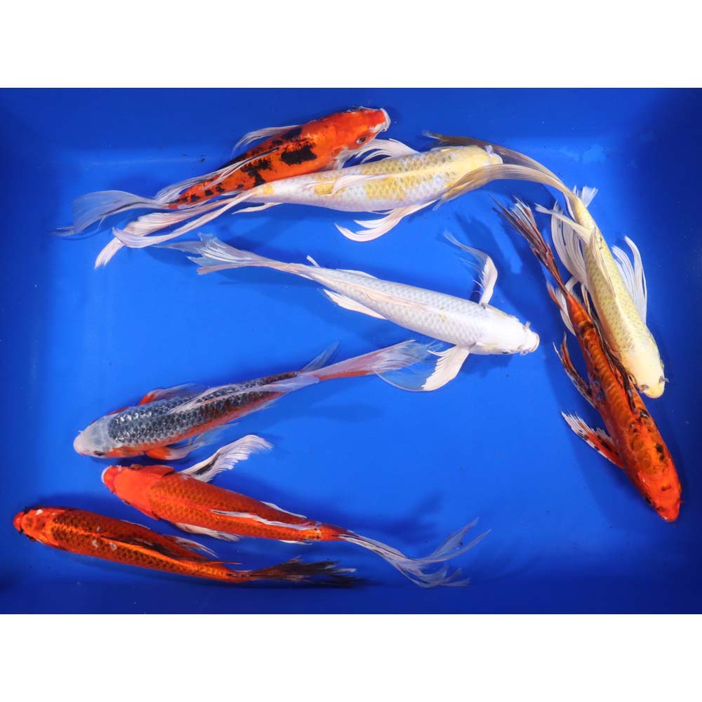 Standard Butterfly Koi 12-14"