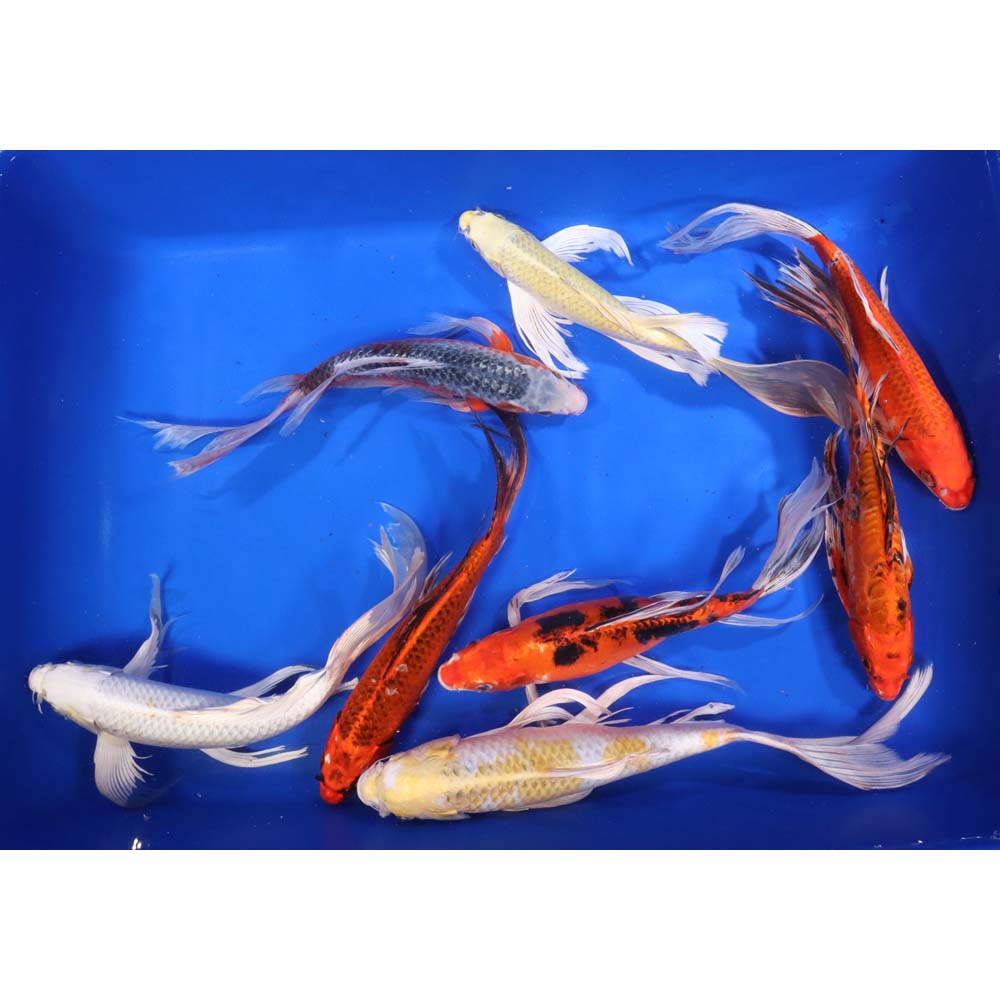 Standard Butterfly Koi 12-14" - Image 3