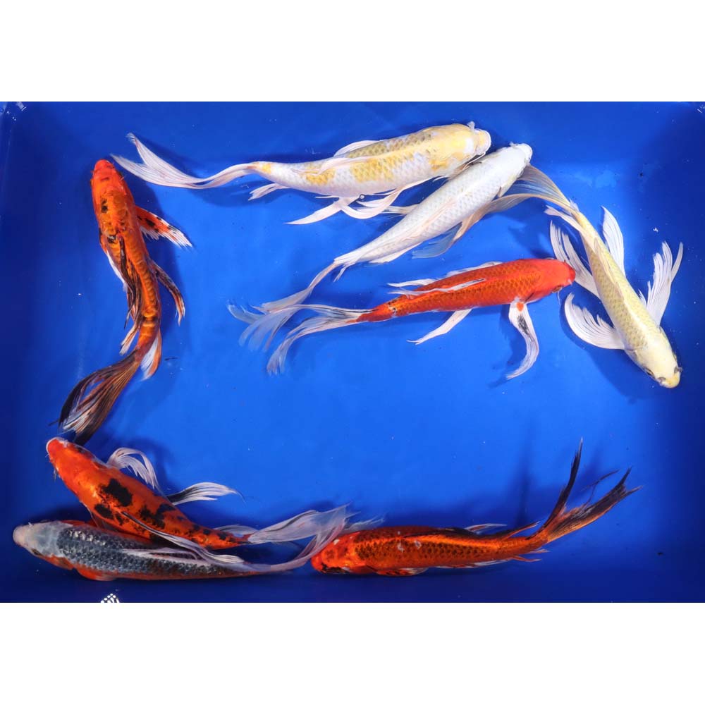 Standard Butterfly Koi 12-14" - Image 5
