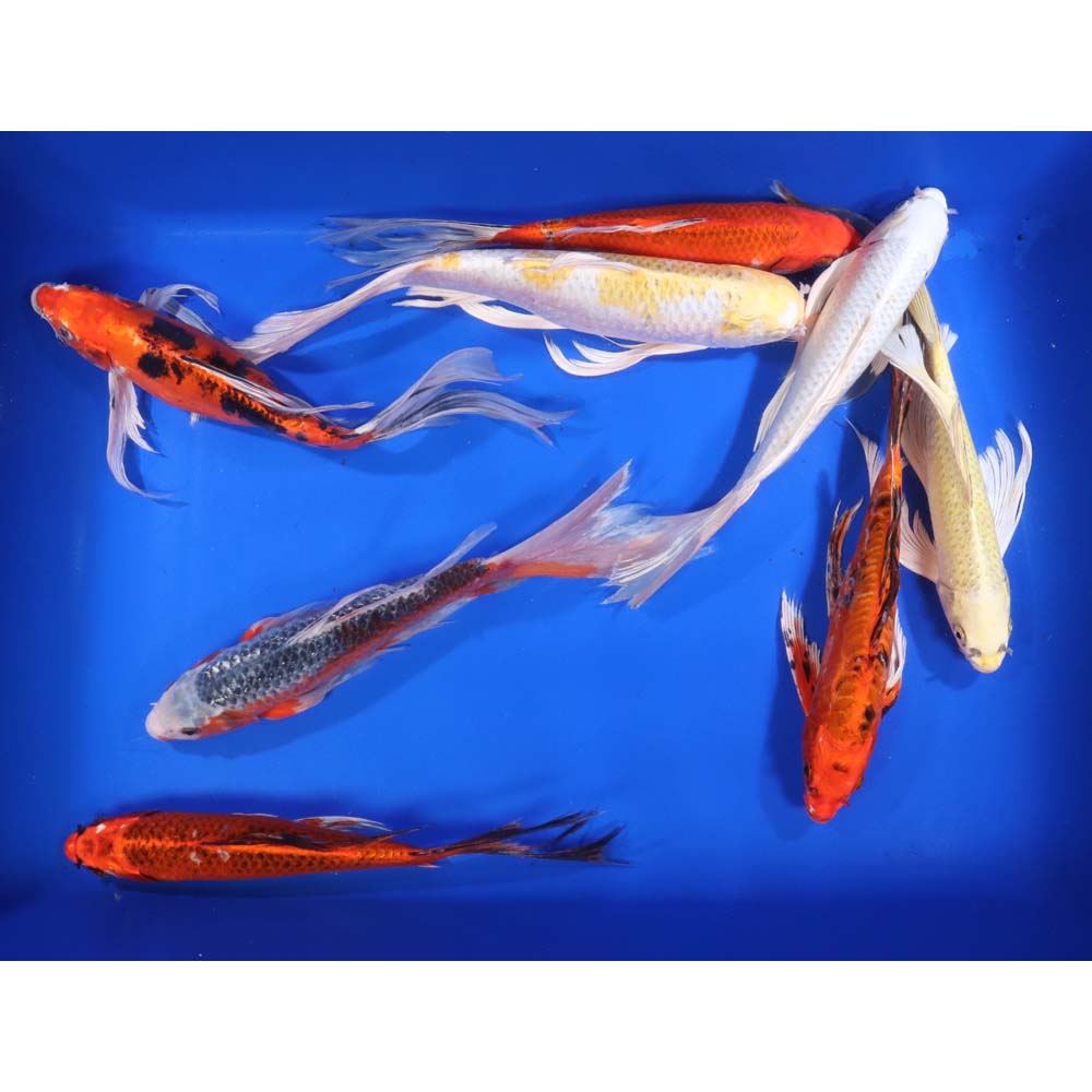 Standard Butterfly Koi 12-14" - Image 6