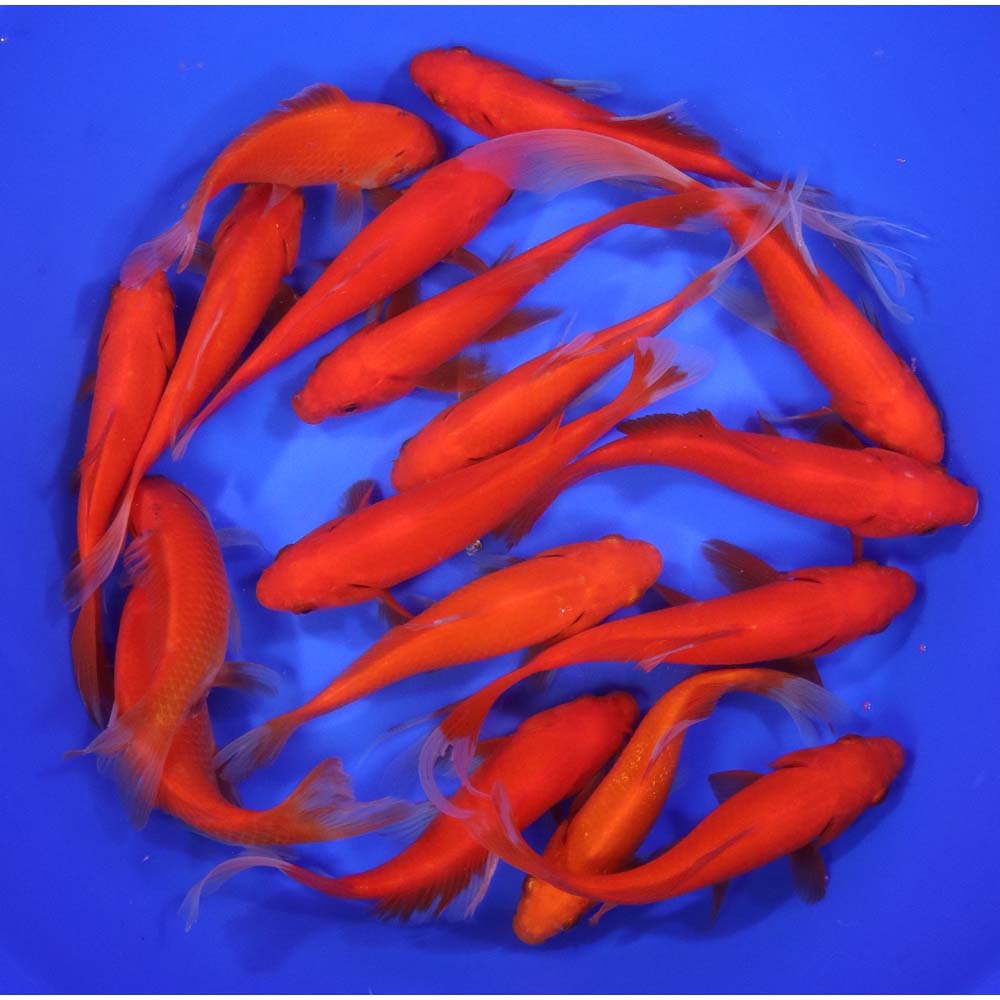 Red Comet 6-7" - Image 3