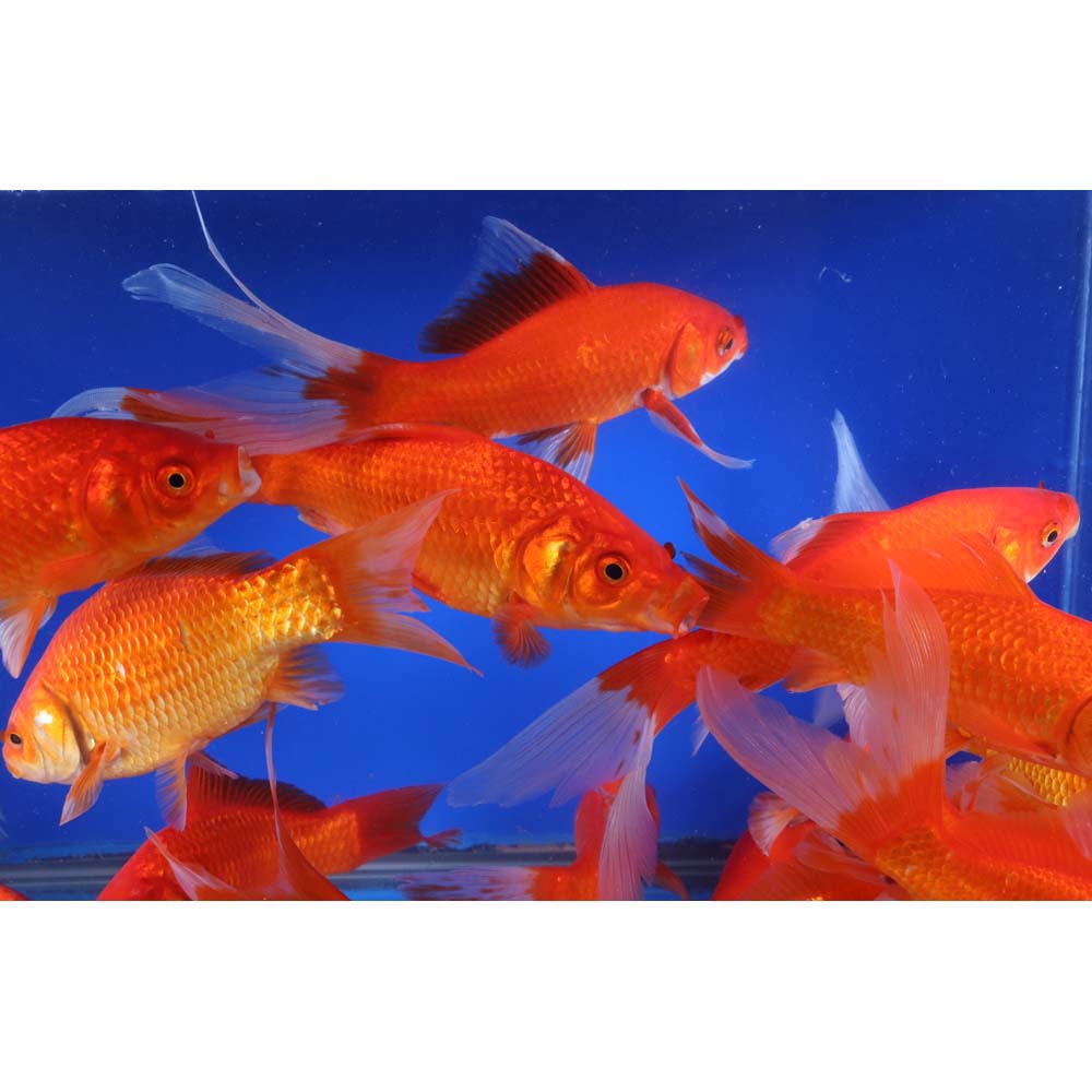 Red Comet 6-7" - Image 5