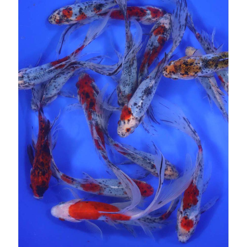 Alternative view of Shubunkin 6-7"