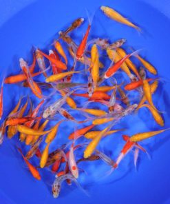 Mixed Goldfish 3-4"