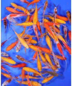 Alternative view of Mixed Goldfish 3-4"