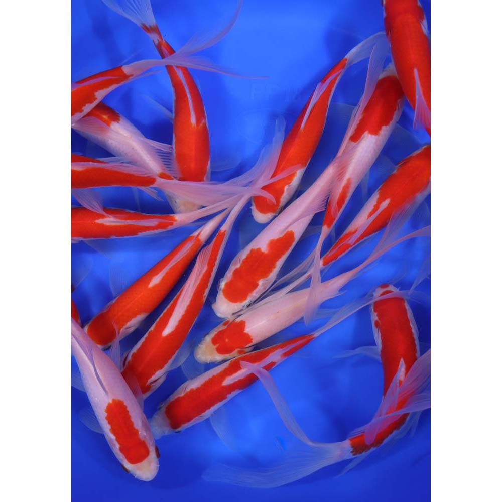 Alternative view of Premium Longtail Sarasa Comet 6-7"