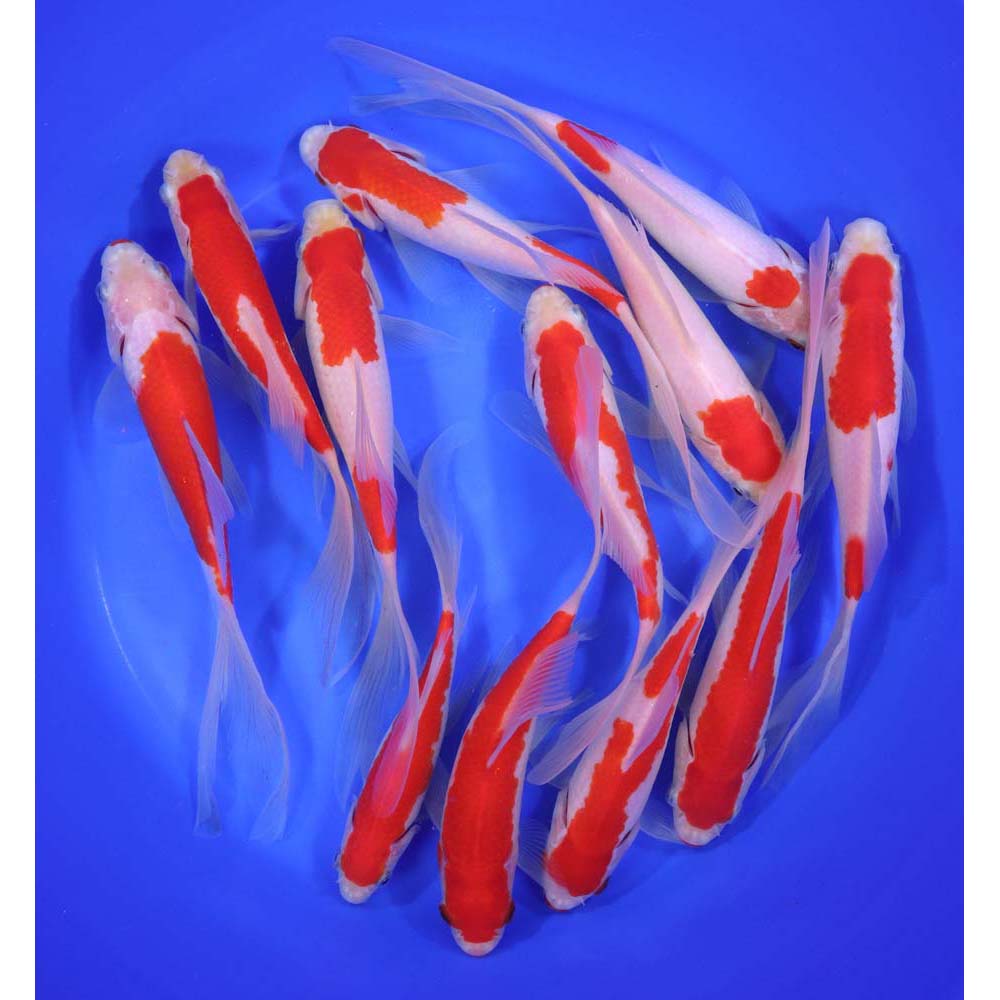 Alternative view of Sarasa Comet 6-7"